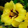 Hemerocallis Little Bumble Bee